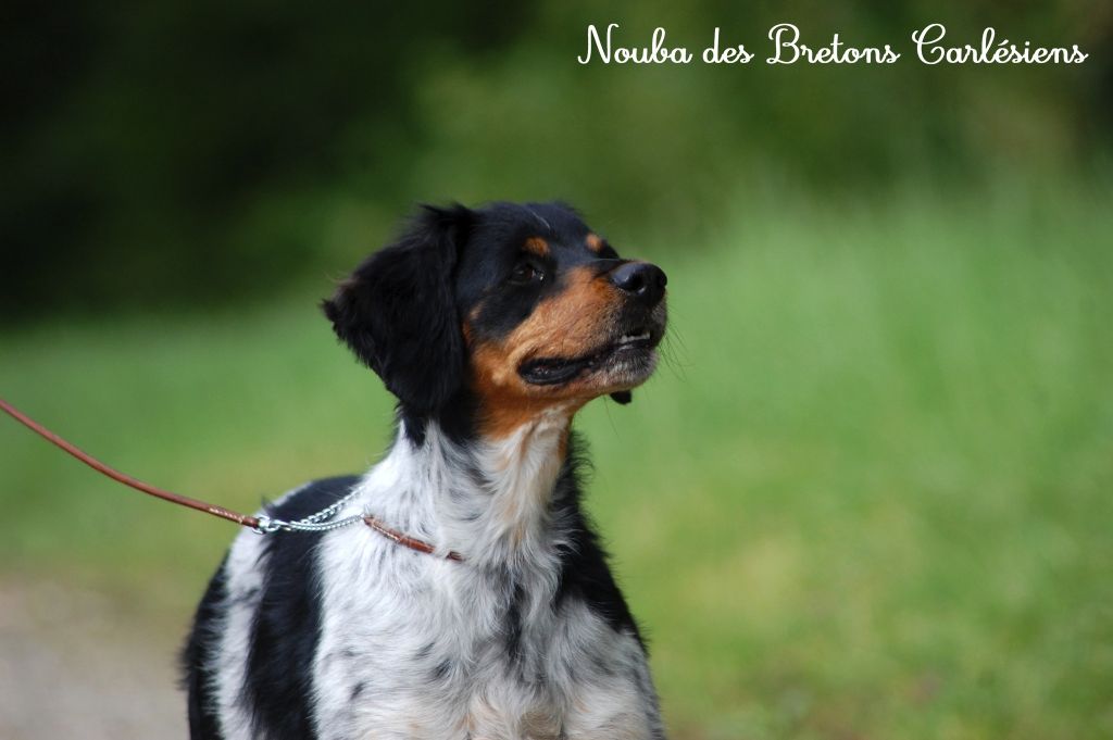 Nouba Des Bretons Carlésiens