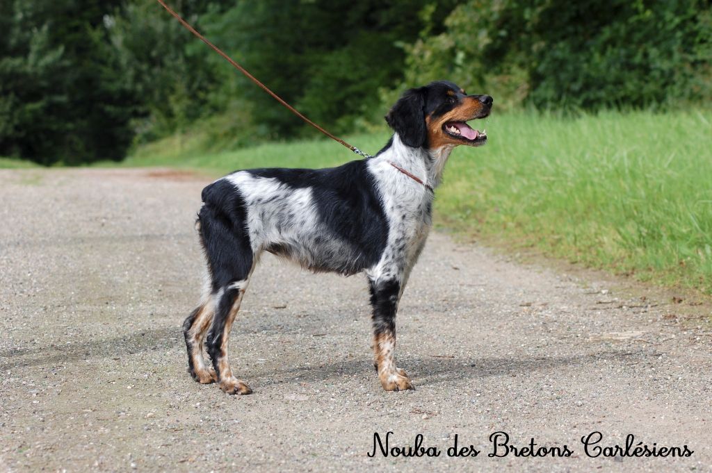 Nouba Des Bretons Carlésiens