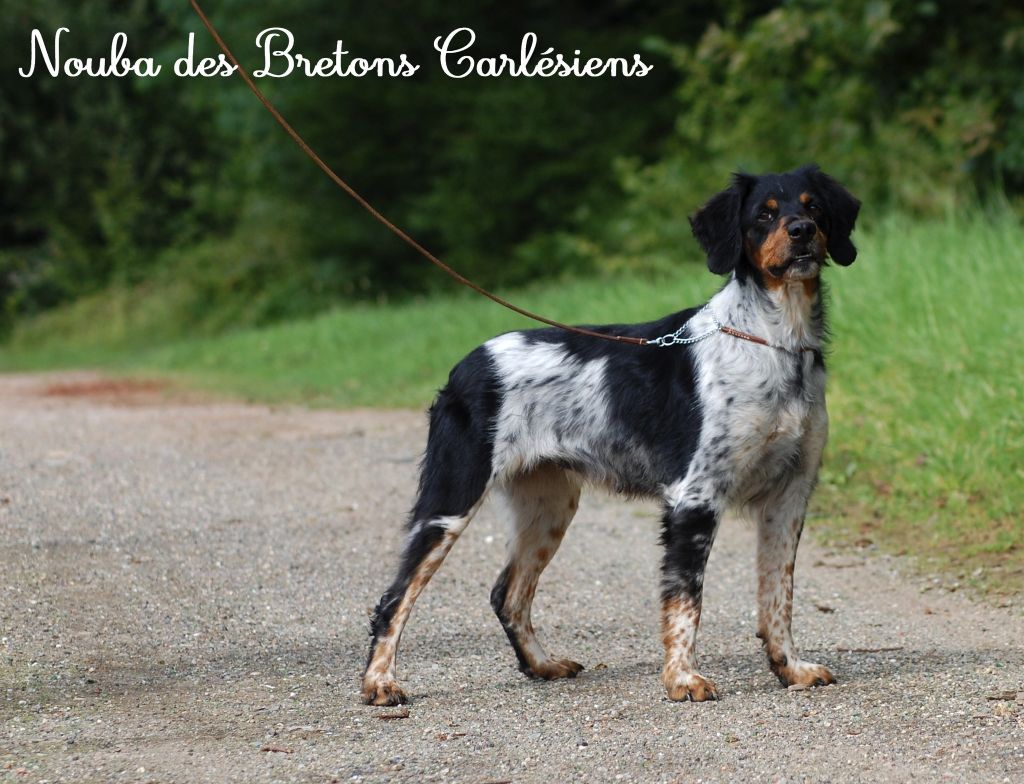 Nouba Des Bretons Carlésiens