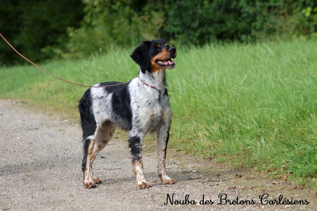 Nouba Des Bretons Carlésiens