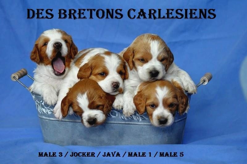 Des Bretons Carlésiens - Epagneul Breton - Portée née le 10/04/2014