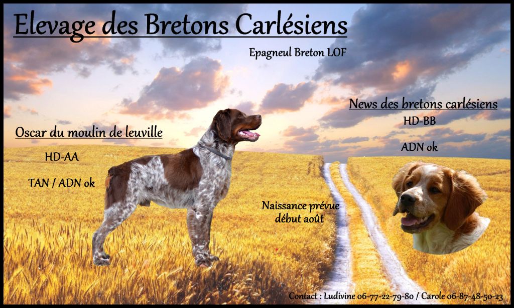 Des Bretons Carlésiens - Epagneul Breton - Portée née le 10/08/2020