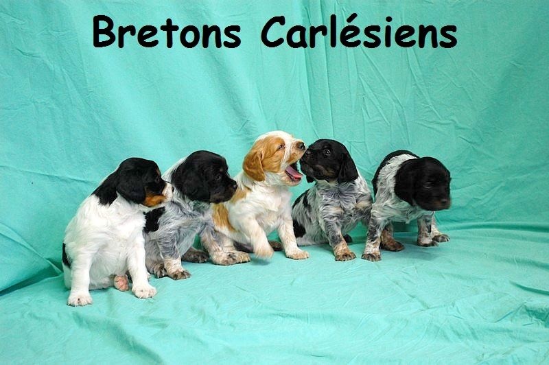 Des Bretons Carlésiens - Epagneul Breton - Portée née le 16/12/2016