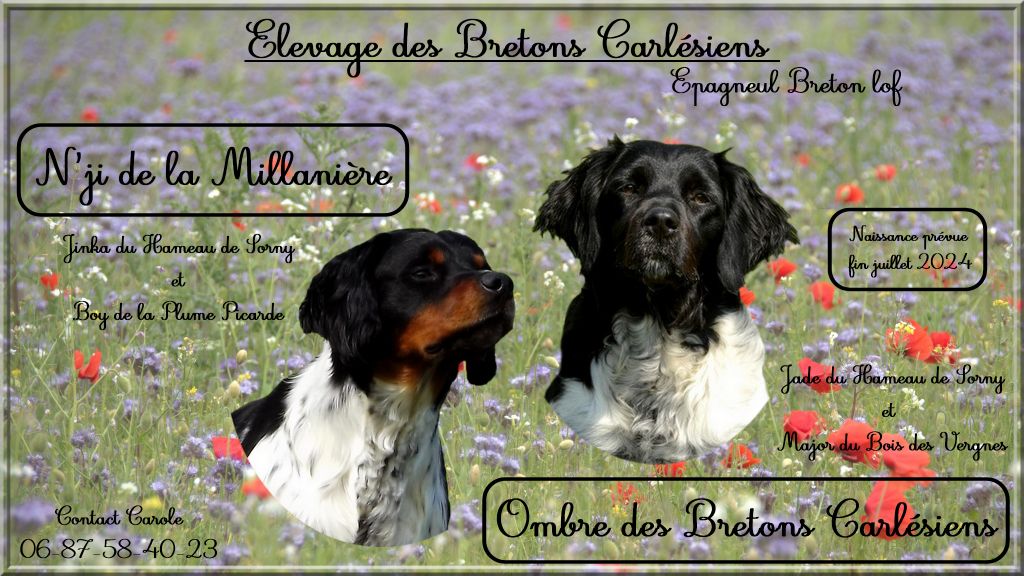 chiot Epagneul Breton Des Bretons Carlésiens