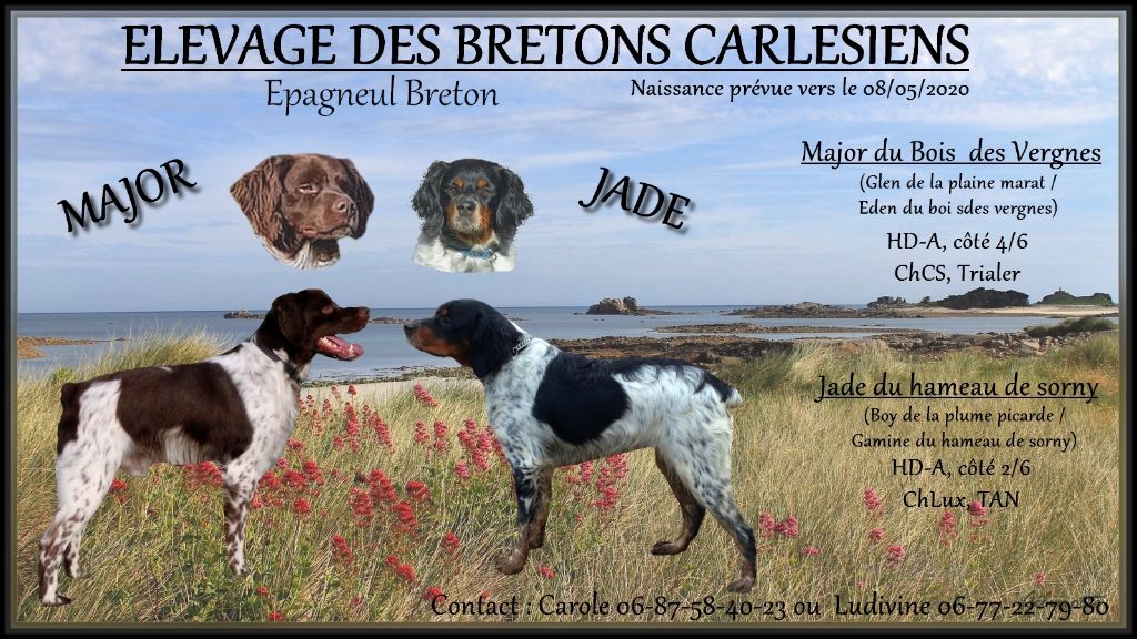 Des Bretons Carlésiens - Epagneul Breton - Portée née le 05/05/2020