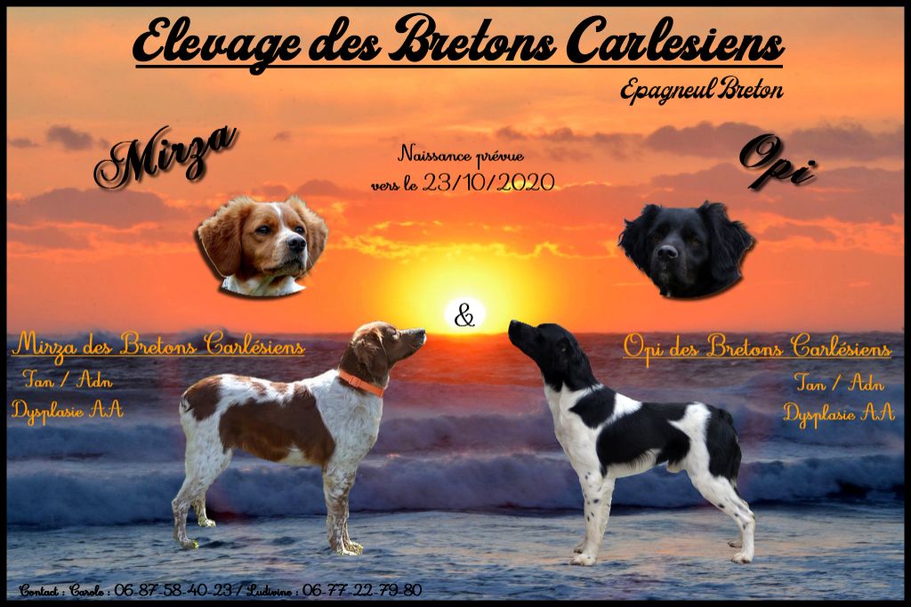 Des Bretons Carlésiens - Epagneul Breton - Portée née le 20/10/2020
