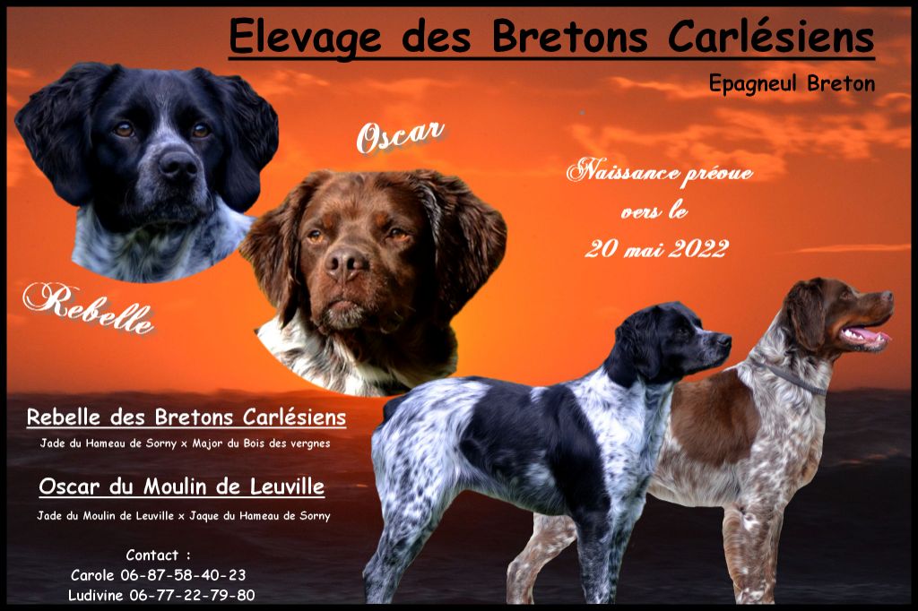 chiot Epagneul Breton Des Bretons Carlésiens