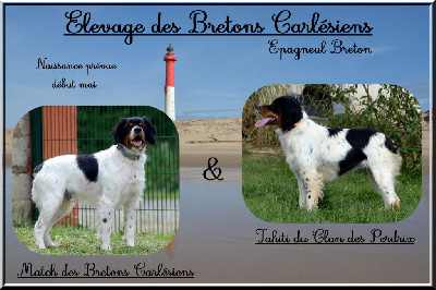 Des Bretons Carlésiens - Epagneul Breton - Portée née le 03/05/2024