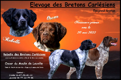 Des Bretons Carlésiens - Epagneul Breton - Portée née le 19/04/2022
