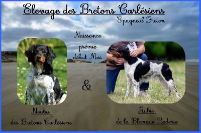 Des Bretons Carlésiens - Epagneul Breton - Portée née le 08/05/2024