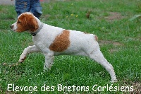 Des Bretons Carlésiens - Epagneul Breton - Portée née le 27/05/2015
