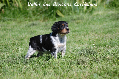 Valko