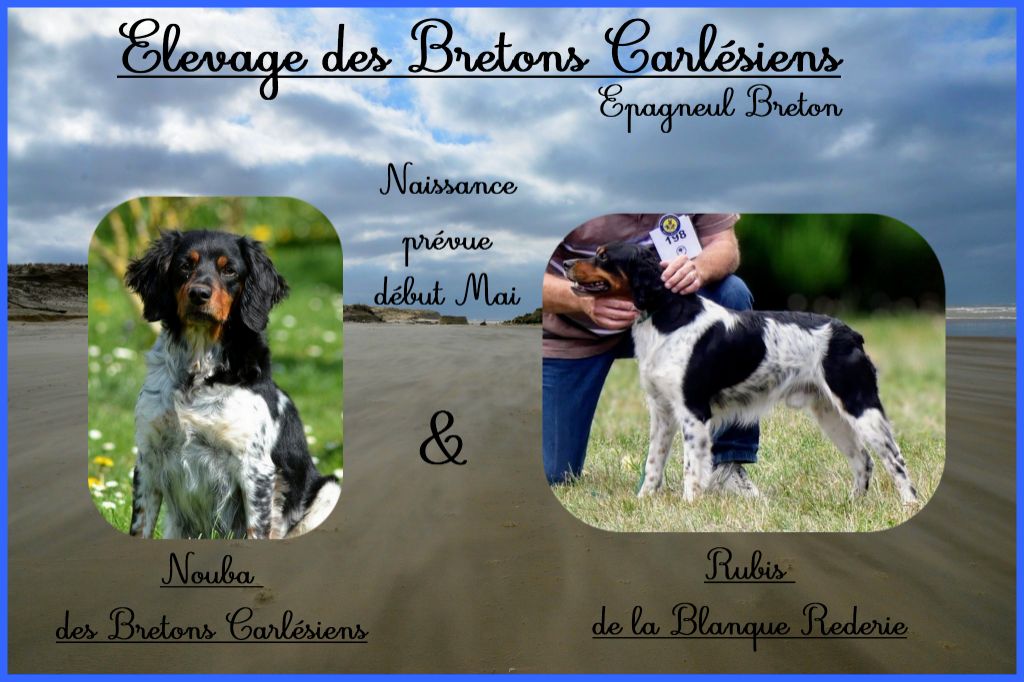 chiot Epagneul Breton Des Bretons Carlésiens