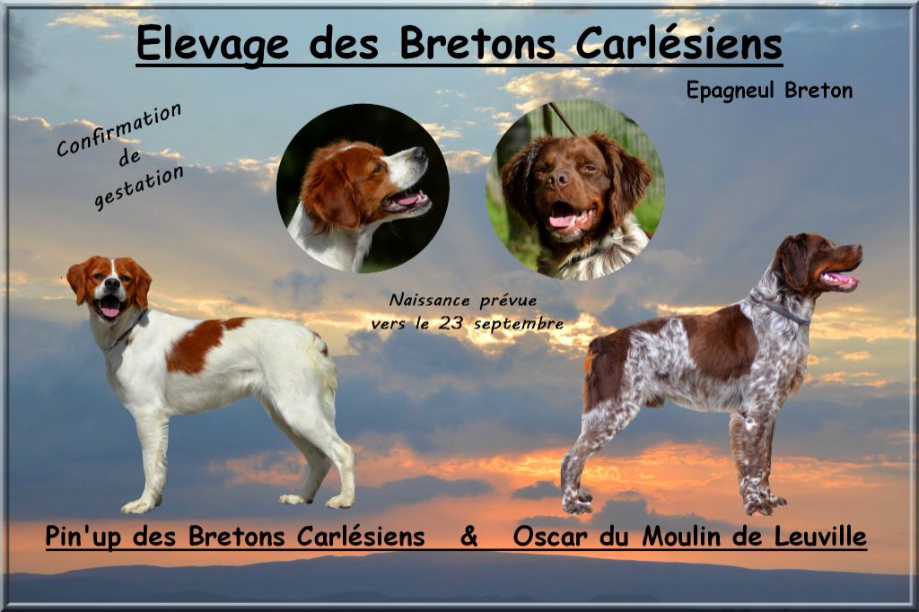 Des Bretons Carlésiens - Epagneul Breton - Portée née le 21/09/2021