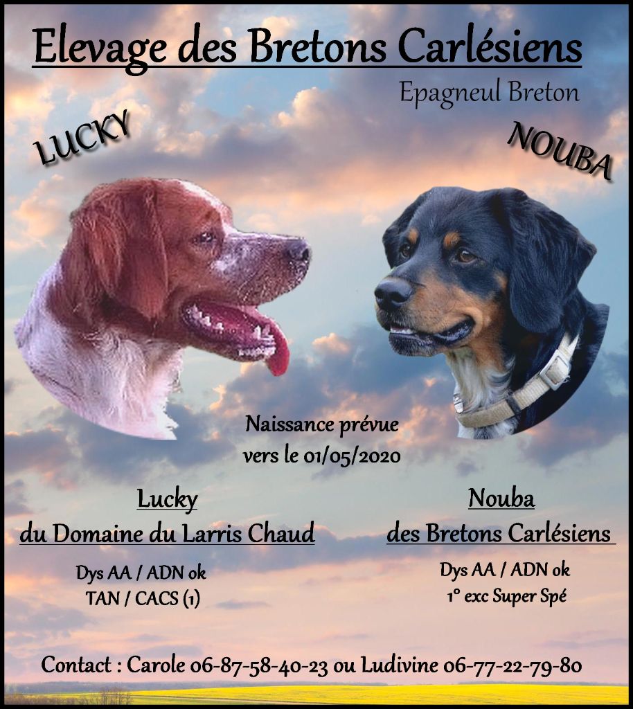 Des Bretons Carlésiens - Epagneul Breton - Portée née le 29/04/2020