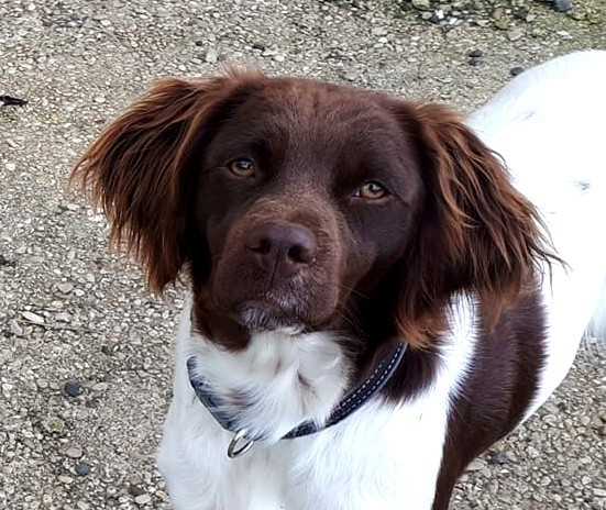 Udine Des Bretons Carlésiens