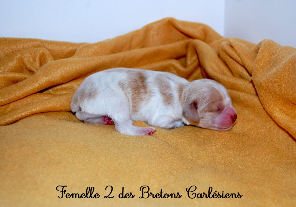 Des Bretons Carlésiens - Chiots disponibles - Epagneul Breton