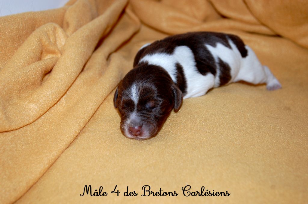 Des Bretons Carlésiens - Chiots disponibles - Epagneul Breton