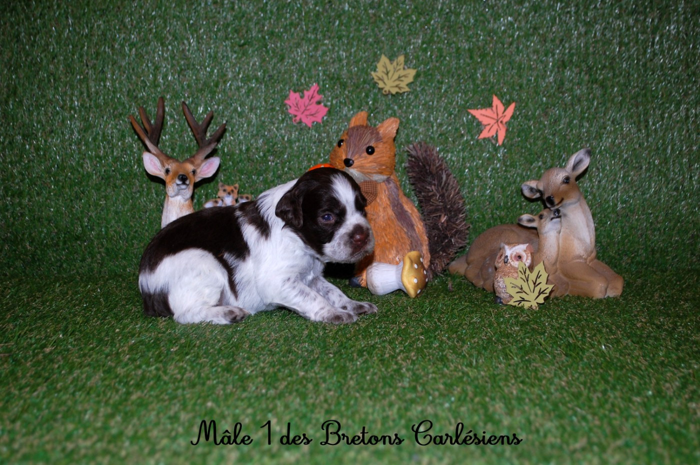 Des Bretons Carlésiens - Chiots disponibles - Epagneul Breton