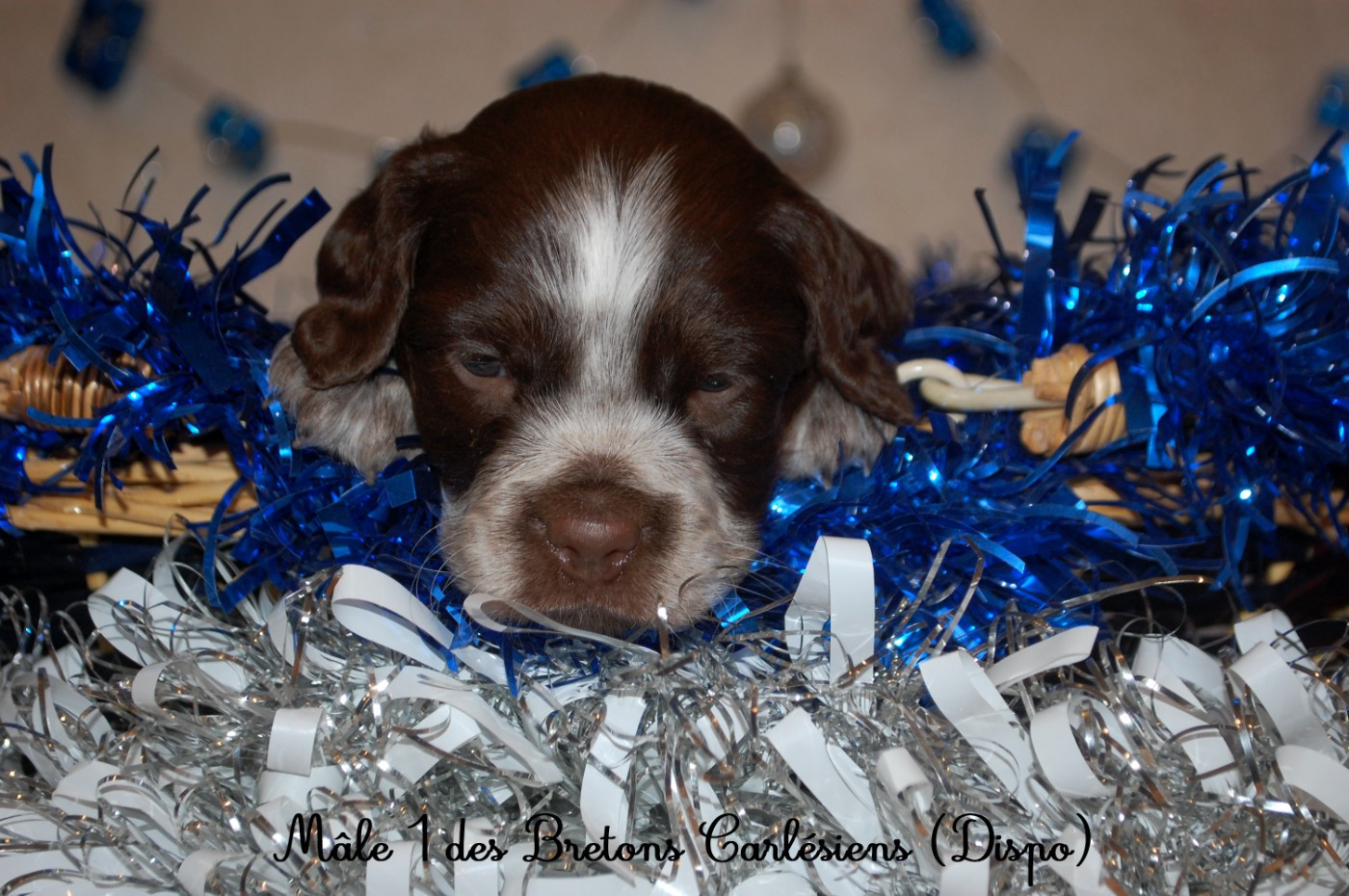 Des Bretons Carlésiens - Chiots disponibles - Epagneul Breton