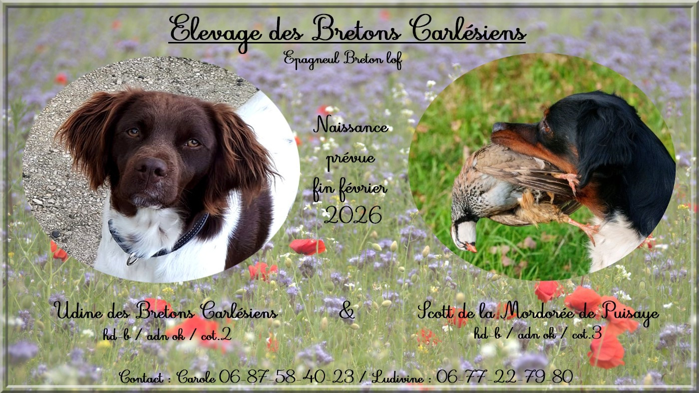 Chiot Epagneul Breton Des Bretons Carlésiens