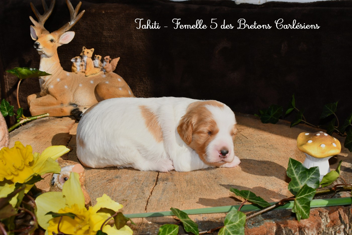 Des Bretons Carlésiens - Chiots disponibles - Epagneul Breton