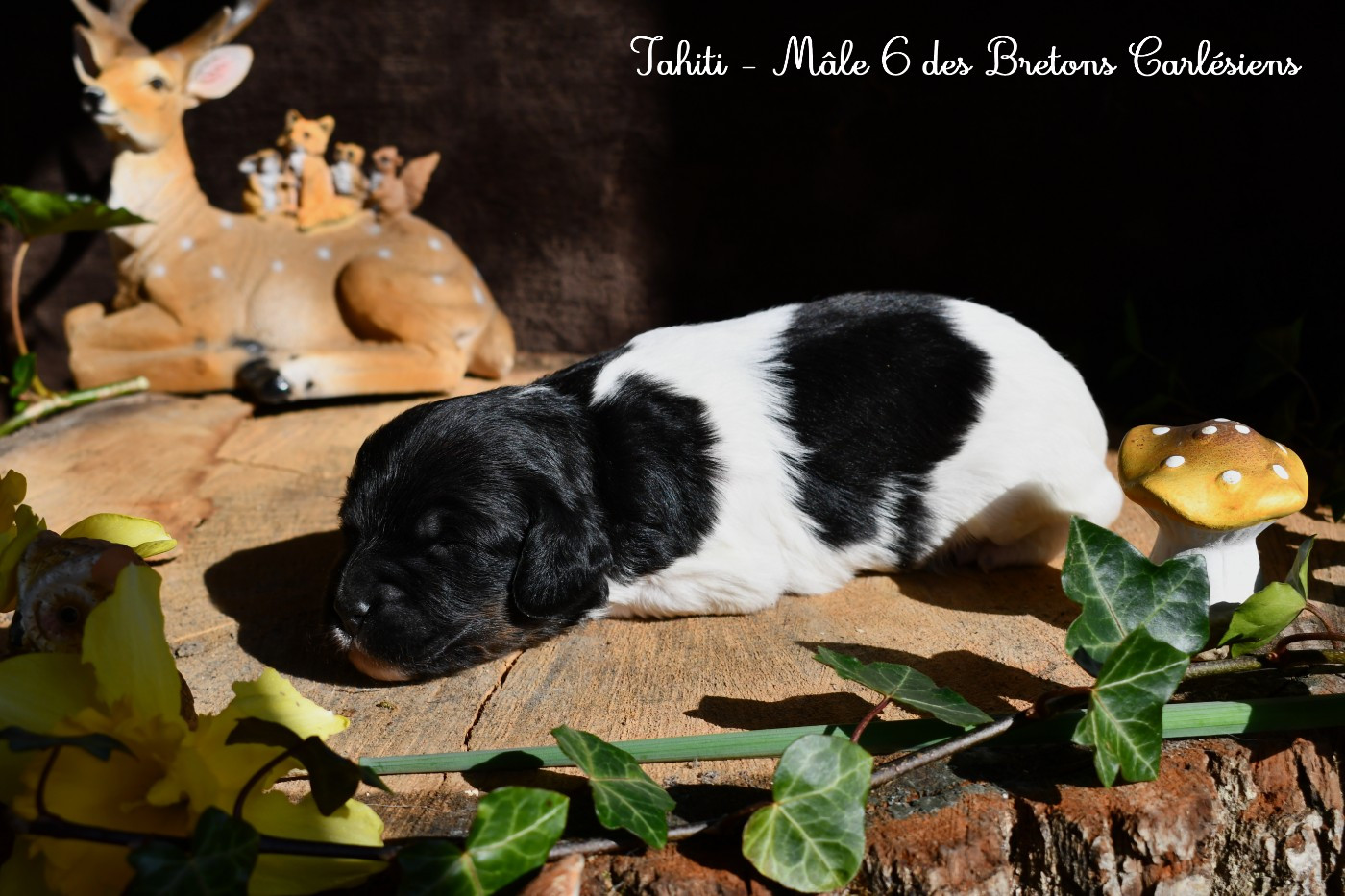 Des Bretons Carlésiens - Chiots disponibles - Epagneul Breton