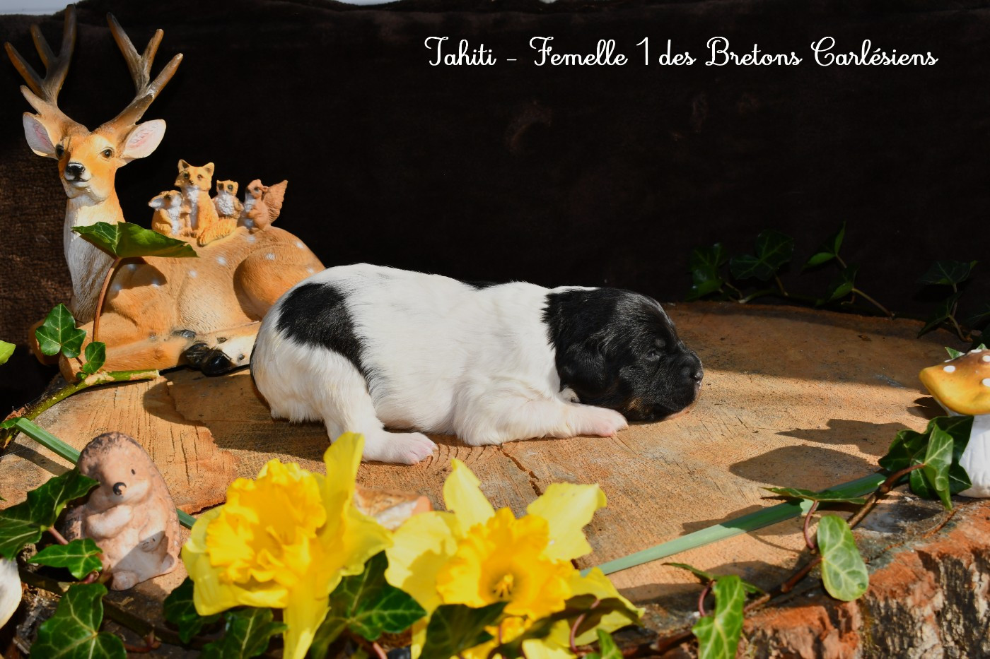 Des Bretons Carlésiens - Chiots disponibles - Epagneul Breton