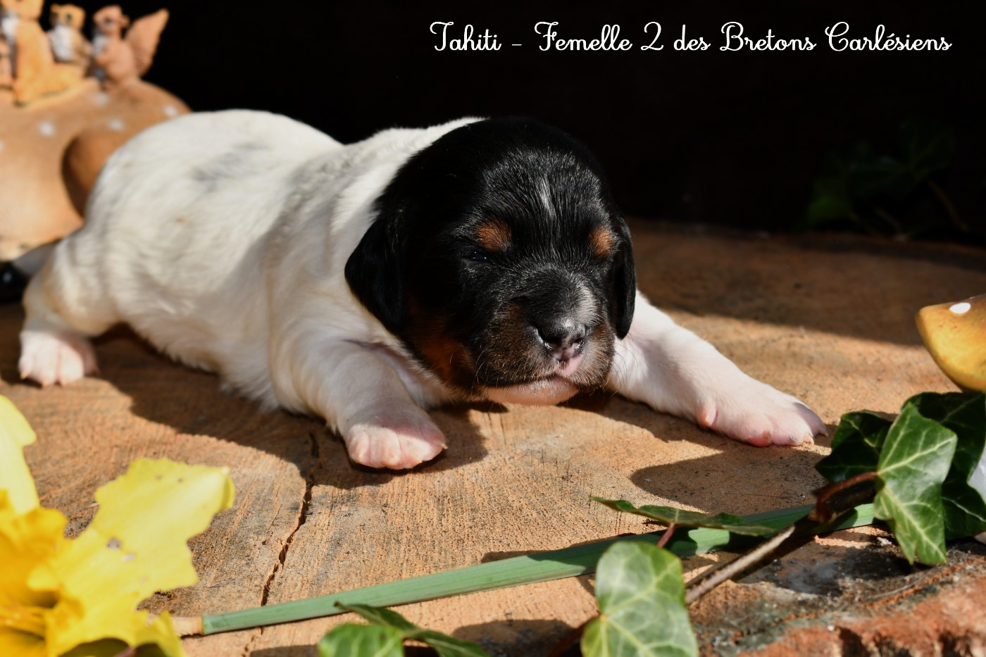 Des Bretons Carlésiens - Chiots disponibles - Epagneul Breton