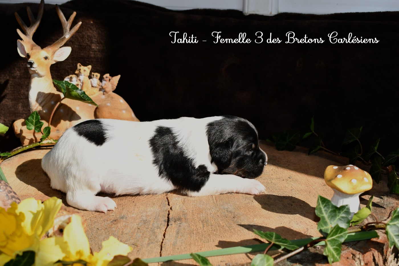 Des Bretons Carlésiens - Chiots disponibles - Epagneul Breton