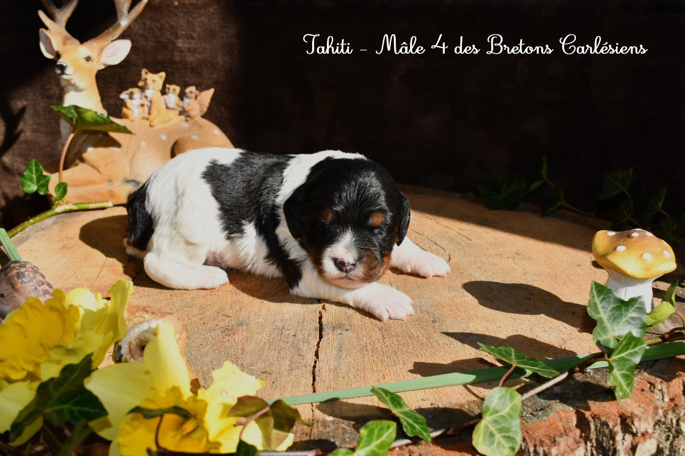Des Bretons Carlésiens - Chiots disponibles - Epagneul Breton