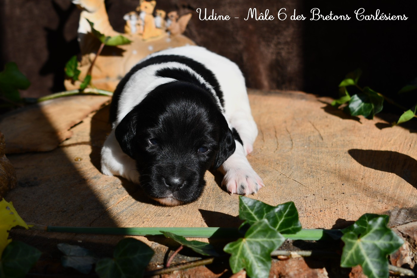 Des Bretons Carlésiens - Chiots disponibles - Epagneul Breton