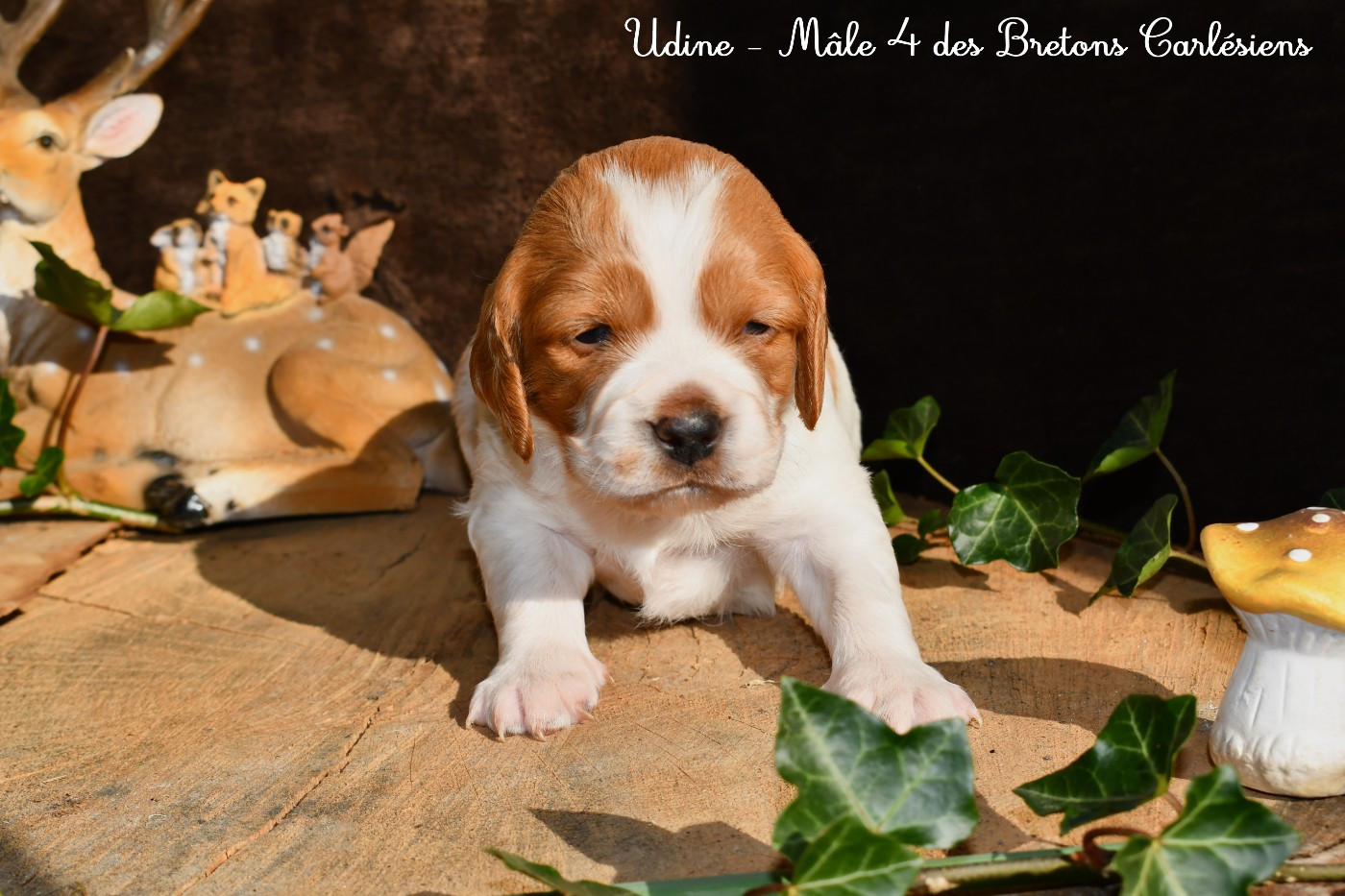 Des Bretons Carlésiens - Chiots disponibles - Epagneul Breton