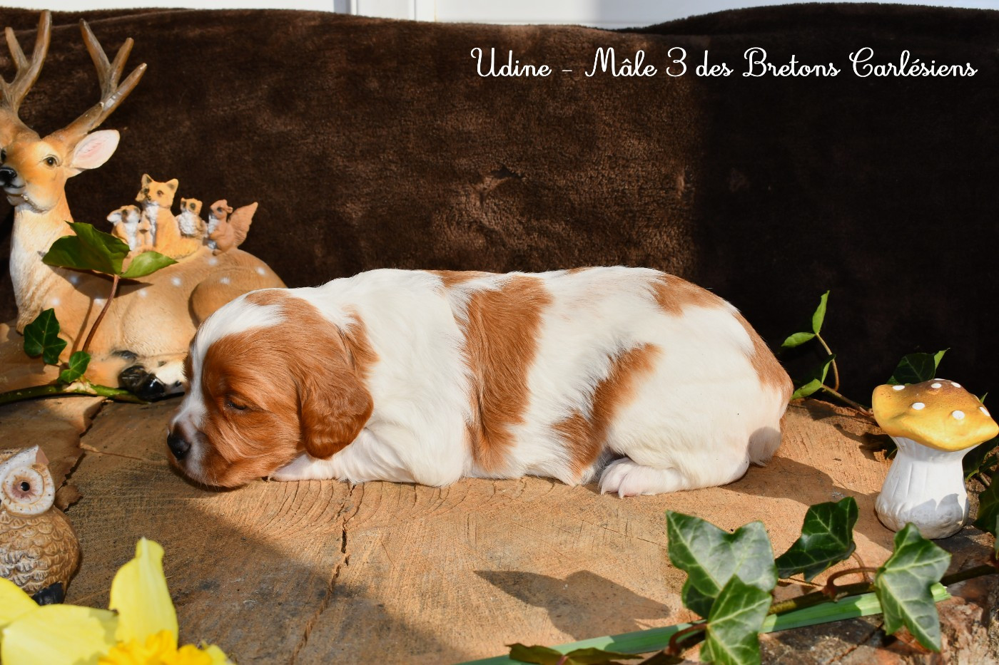 Des Bretons Carlésiens - Chiots disponibles - Epagneul Breton
