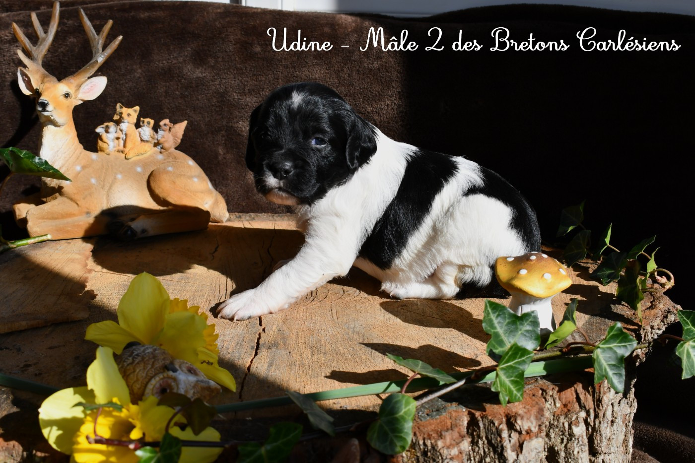 Des Bretons Carlésiens - Chiots disponibles - Epagneul Breton