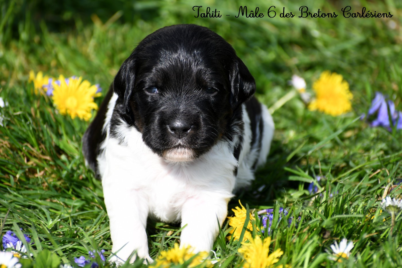 Des Bretons Carlésiens - Chiots disponibles - Epagneul Breton