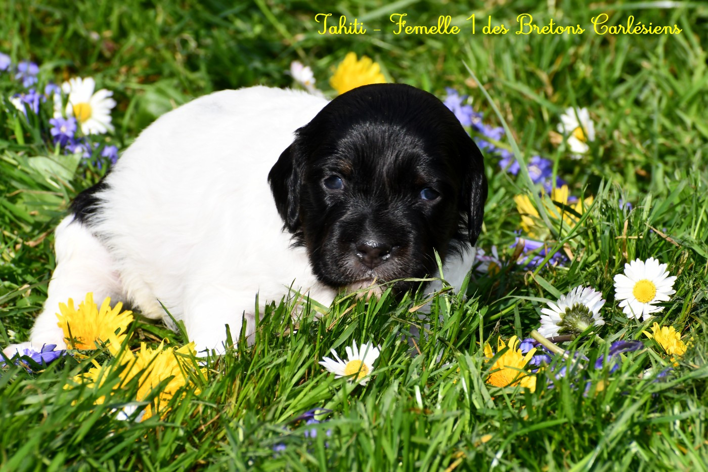Des Bretons Carlésiens - Chiots disponibles - Epagneul Breton