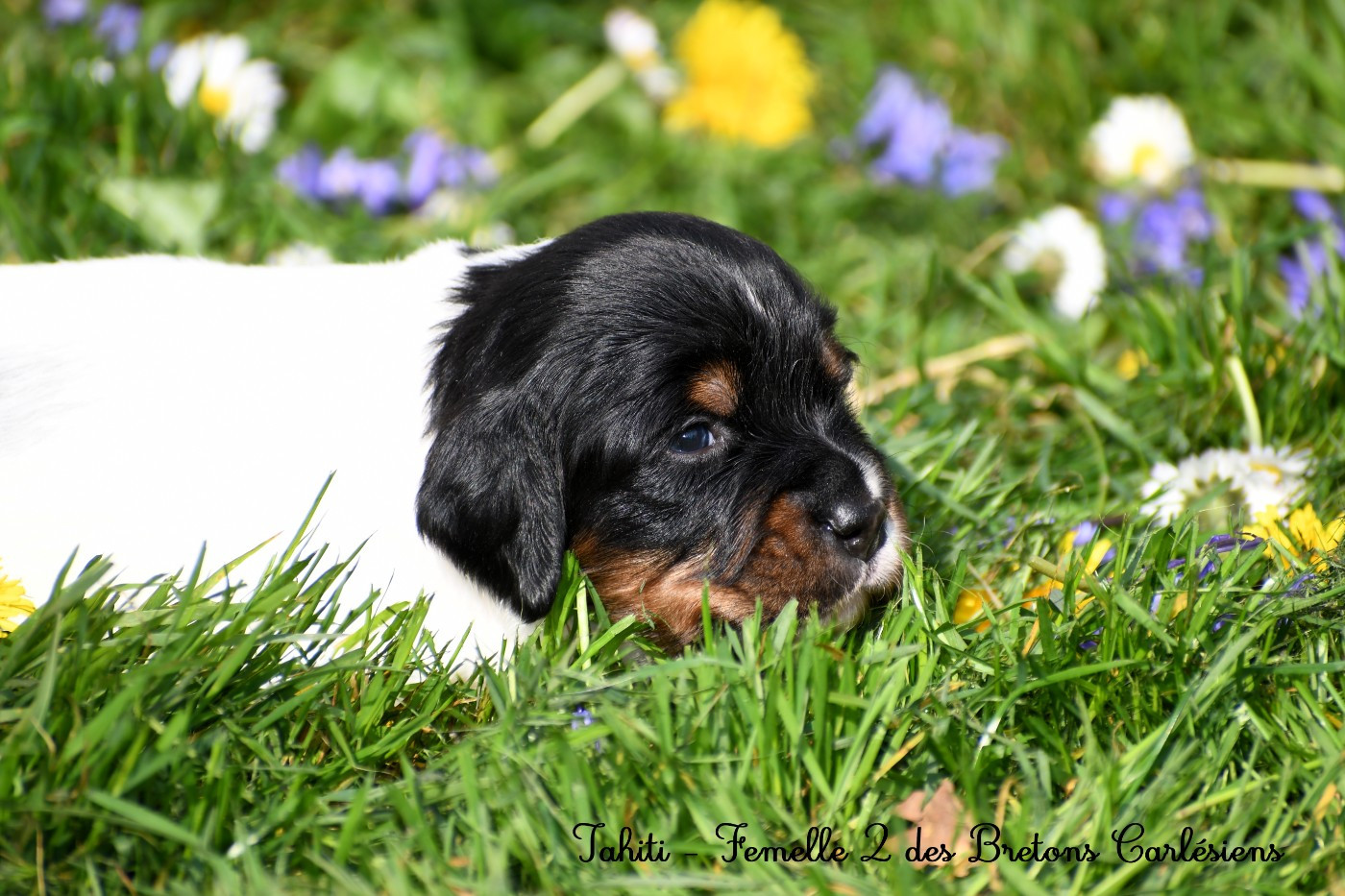 Des Bretons Carlésiens - Chiots disponibles - Epagneul Breton