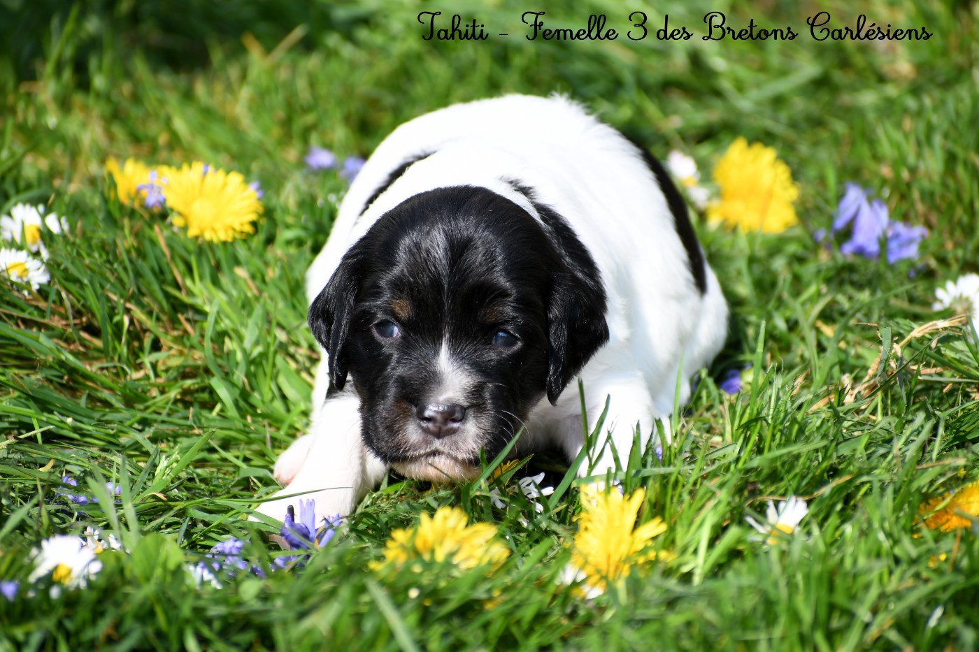 Des Bretons Carlésiens - Chiots disponibles - Epagneul Breton