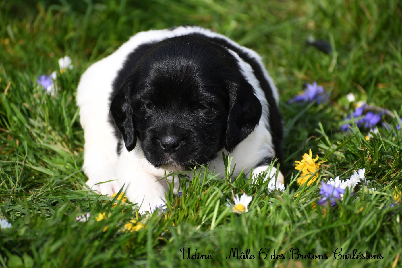 Des Bretons Carlésiens - Chiots disponibles - Epagneul Breton