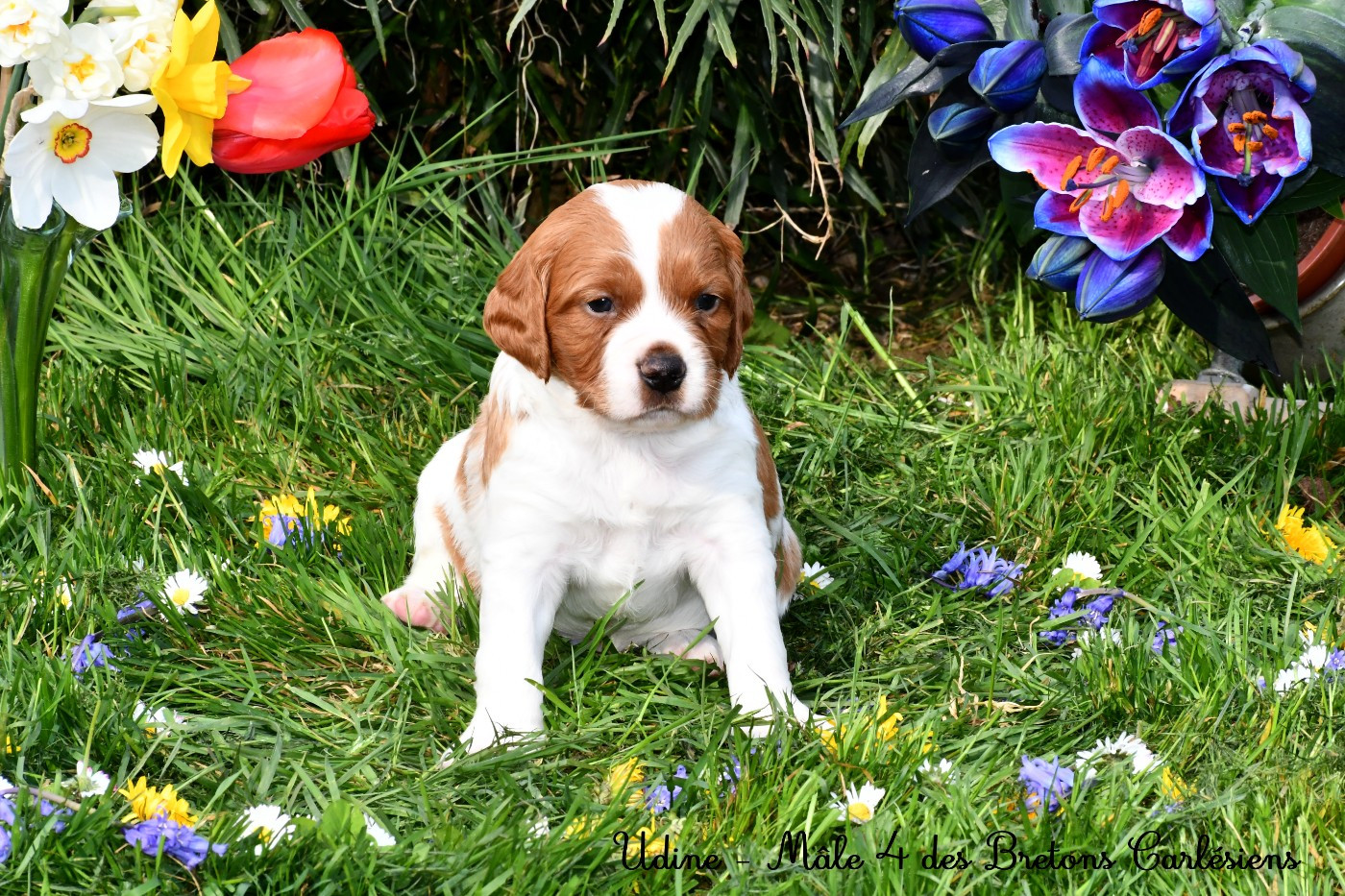 Des Bretons Carlésiens - Chiots disponibles - Epagneul Breton