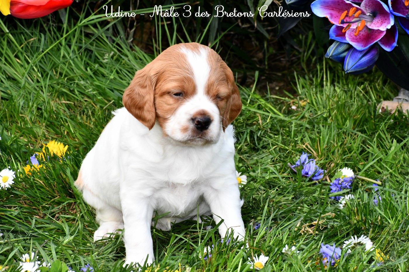 Des Bretons Carlésiens - Chiots disponibles - Epagneul Breton
