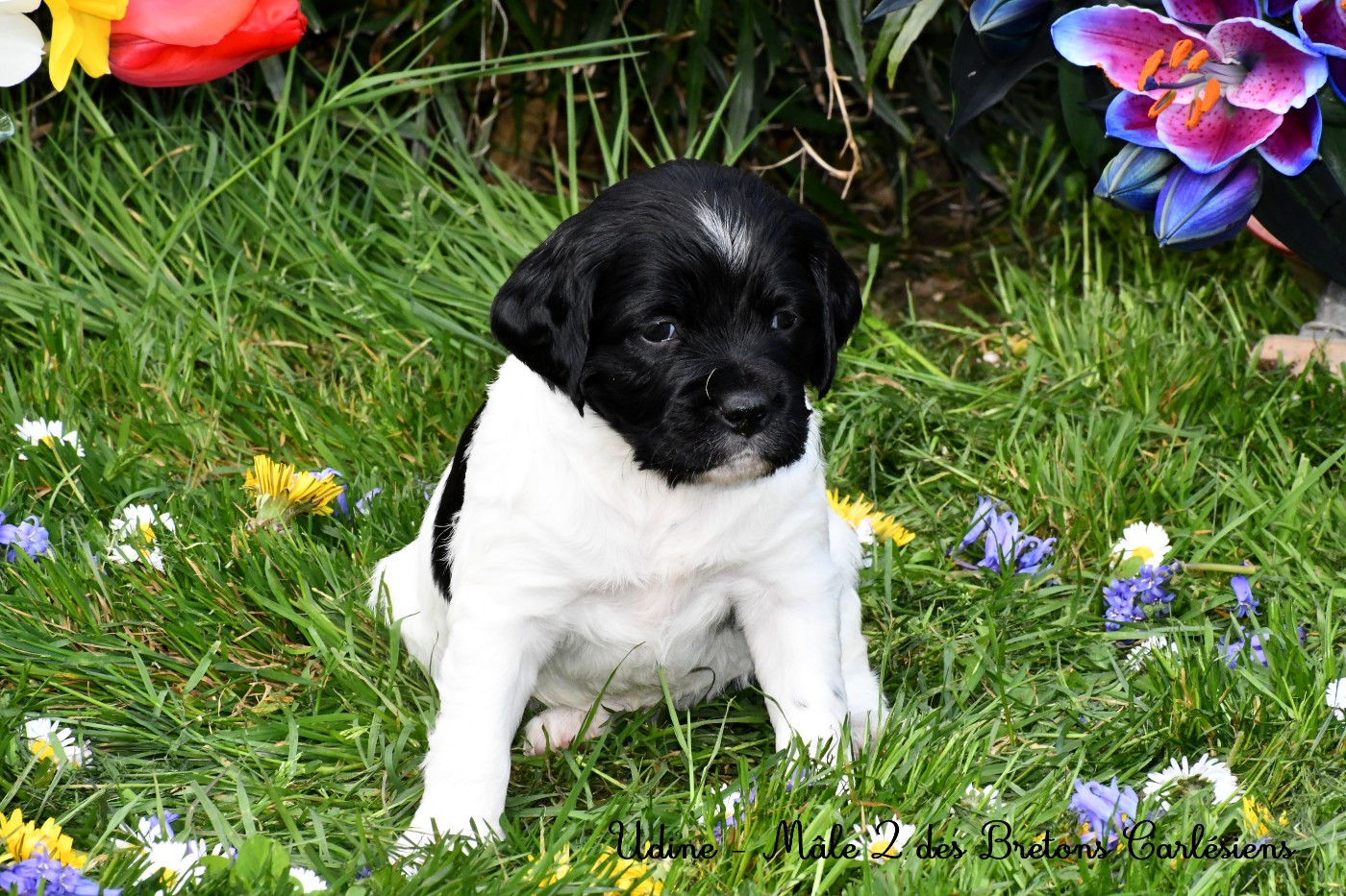 Des Bretons Carlésiens - Chiots disponibles - Epagneul Breton
