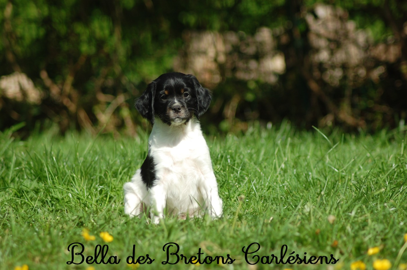 Des Bretons Carlésiens - Chiots disponibles - Epagneul Breton