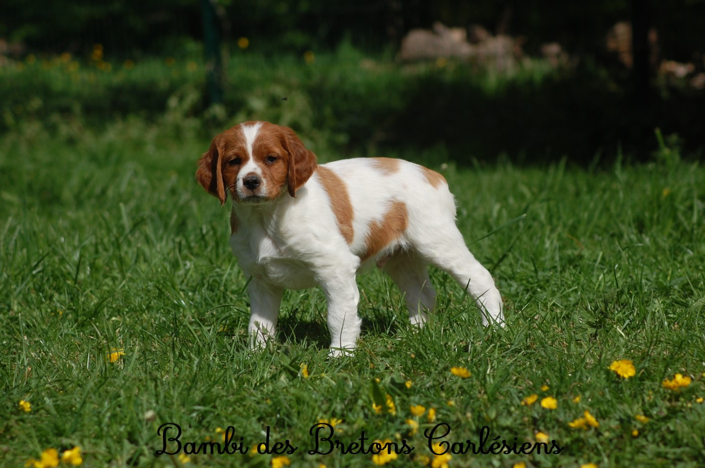 Des Bretons Carlésiens - Chiots disponibles - Epagneul Breton
