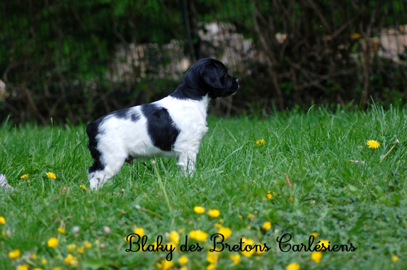 Des Bretons Carlésiens - Chiots disponibles - Epagneul Breton
