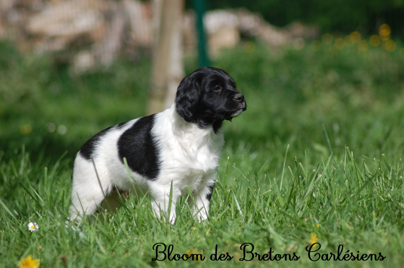 Des Bretons Carlésiens - Chiots disponibles - Epagneul Breton