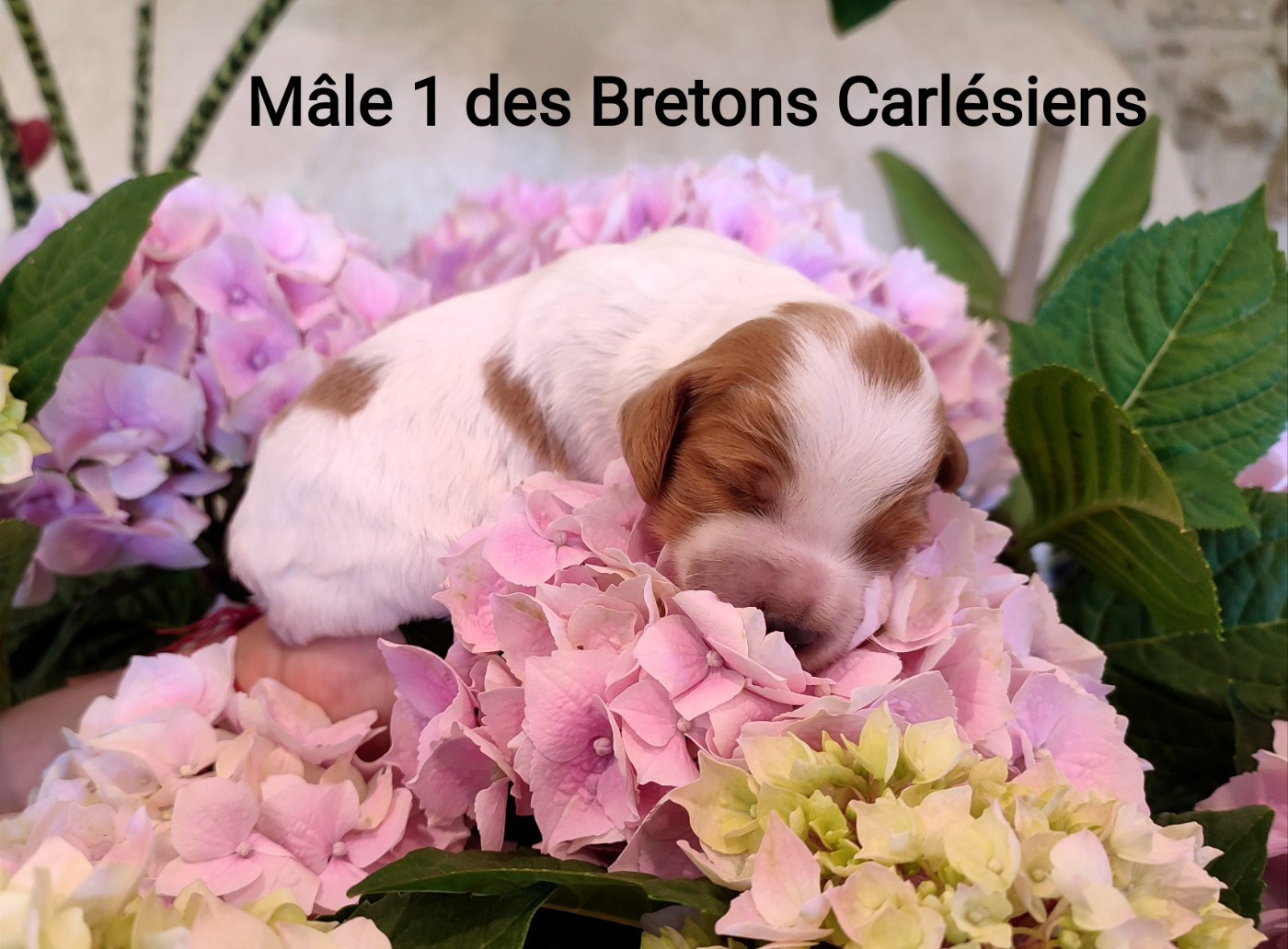 Des Bretons Carlésiens - Chiots disponibles - Epagneul Breton