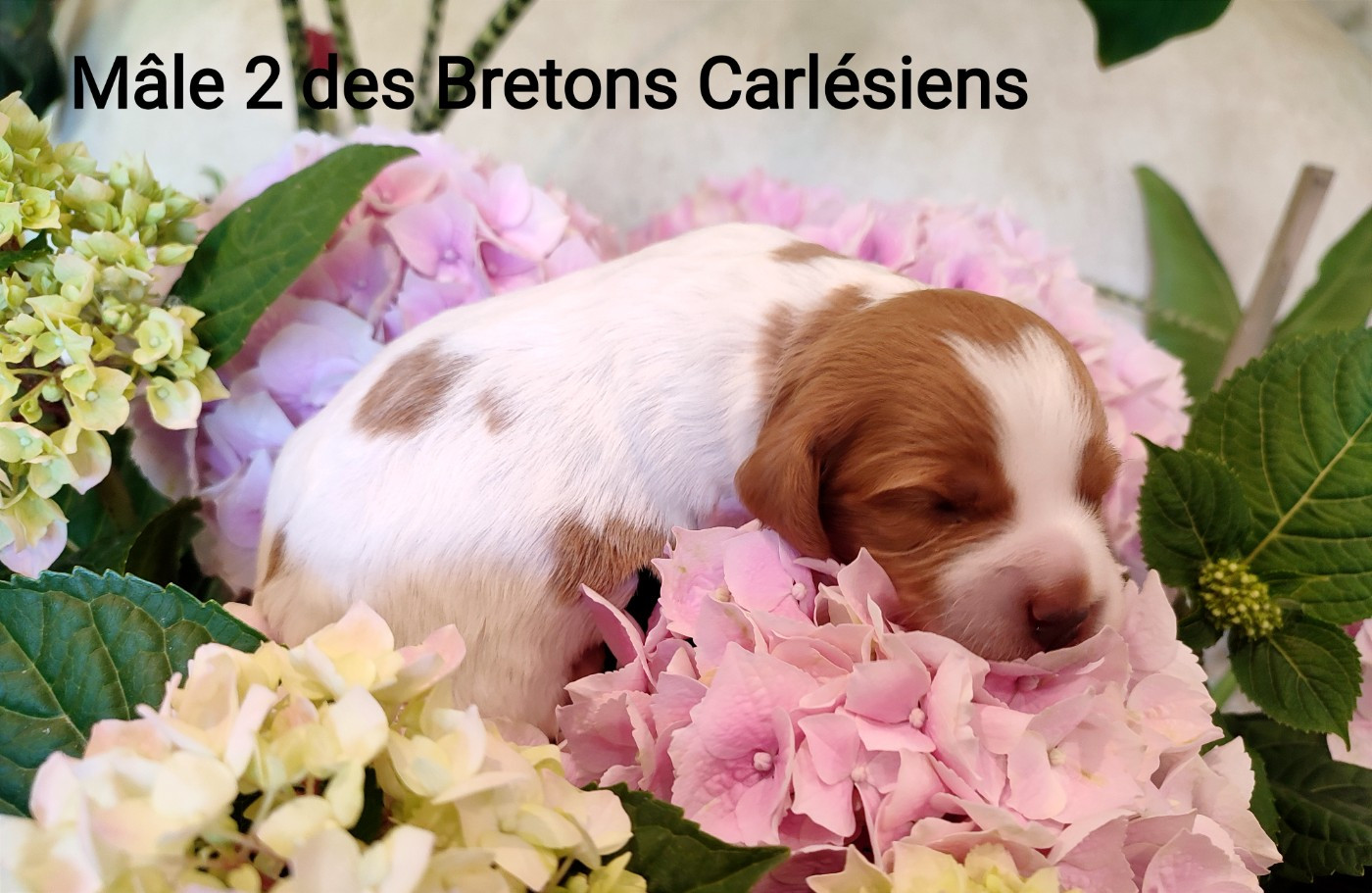 Des Bretons Carlésiens - Chiots disponibles - Epagneul Breton