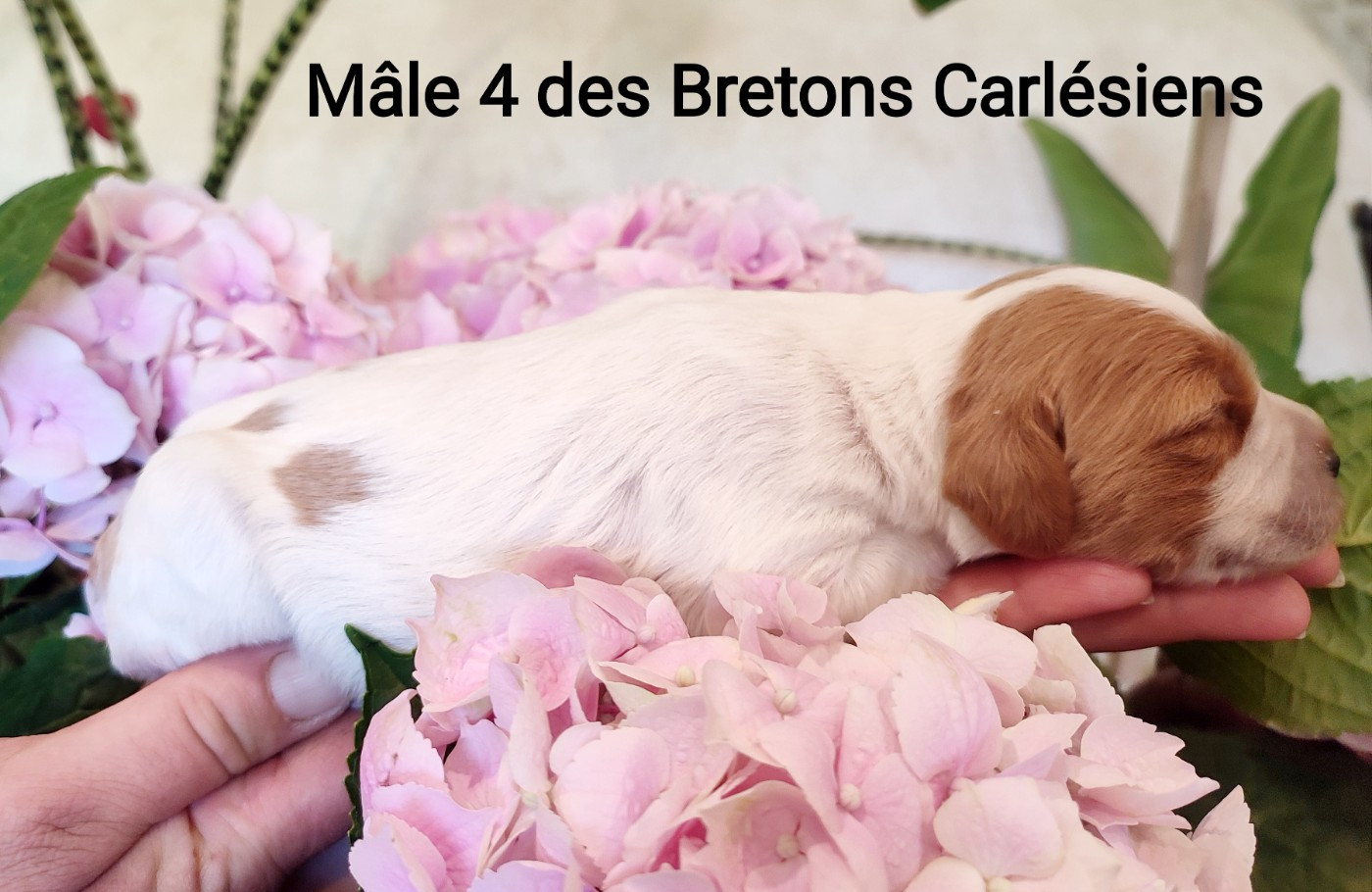Des Bretons Carlésiens - Chiots disponibles - Epagneul Breton
